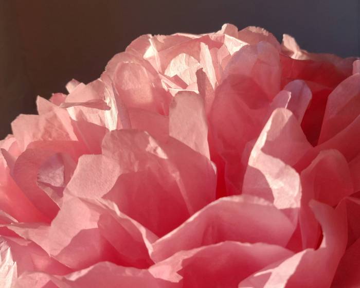 vaalenpunainen silkkipaperikukka