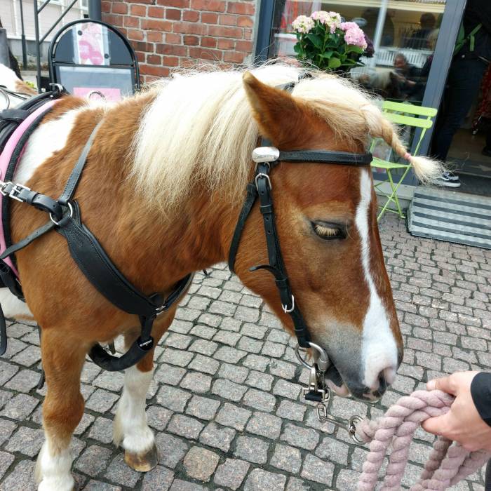 Söpö täplikäs poni valmiina viemään lapsia ajelulle ponikärryissä